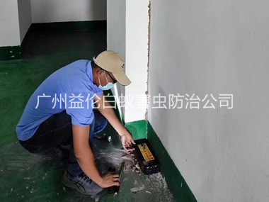 龙归电机房灭杀白蚁工程