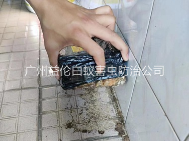 新市诱杀白蚁危害工程
