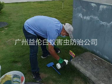 江高灭除红火蚁工程